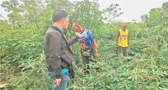  ?? PHOTOGRAPH COURTESY OF MAFAR BARMM ?? A CASSAVA farm in Tawi-Tawi. An EU-backed Bangsamoro program will support small- to medium-sized producers in halal industry and businesses in the agri-fishery value chains on Basilan, Sulu and Tawi-Tawi.