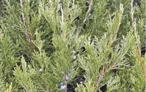 ?? CARLY RG YOUNG ?? Spartan Chinese juniper.