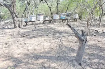  ??  ?? Los panales de abejas instalados en Pozo Hondo se encuentran alejados de toda posible contaminac­ión. Tienen el sabor y aroma caracterís­tico de las flores que rodean al Pilcomayo.