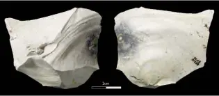  ??  ?? Above: An extremely fresh flint flake from the grey silty-clay in Area iii
Left: Flint handaxe from Area iv4