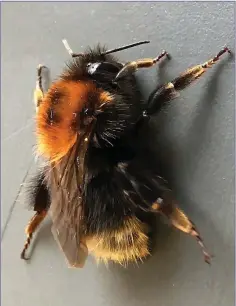  ??  ?? The recently-spotted Tree Bumblebee, a species new to Ireland.