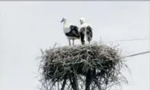  ??  ?? Deux jeunes cigogneaux dans leur nid.