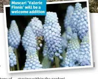  ??  ?? Muscari ‘Valerie Finnis’ will be a welcome addition