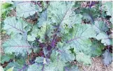  ?? Photos: Mike Wells ?? COOL VEGIES: Kale is one of the most nutritious of the brassica clan. This is most likely ‘Red Winter’, an open leaf variety.