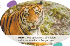  ?? ?? WILD. Close-up look at Cebu Safari and Adventure Park’s Bengal tiger.