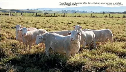  ?? PHOTO: ROB TIPA/STUFF ?? These 11-month-old Rivermoor White Dorper Stud ram lambs are bred as terminal sires for hogget mating.