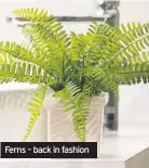  ??  ?? Ferns – back in fashion