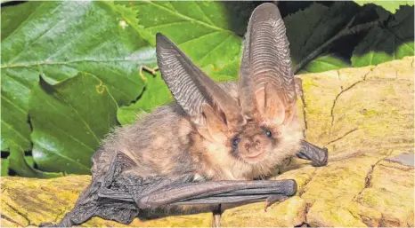  ?? FOTO: ECKHARD GRIMMBERGE­R ?? Das Artenschut­zgutachten für das Wohngebiet Mühlberg II in Hochberg kommt zu dem Ergebnis, dass es keine Fledermaus­quartiere gibt. Das Verfahren soll nun zügig zu Ende geführt werden.