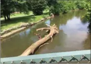  ?? PHOTO COURTESY OF AMY FRANCIS ?? The rotary Club’s Duck Race would have been much more challengin­g Thursday given that on Wednesday, this giant tree branch was lodged in Manatawny Creek just above the pedestrian bridge.