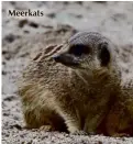  ??  ?? Meerkats