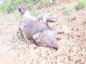  ??  ?? The dead elephant found at Gunung Rara.