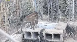  ??  ?? The wild boar was taken to the Santa Faz animal centre