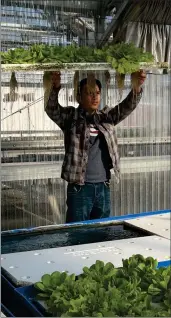 ?? PHOTO FOR THE RECORDER BY ESTHER AVILA ?? SHS senior Job Bejarano shows off the plants’ roots and talks of how the plants benefit and grow by nutrients removed from fish waste from fish swimming in the aquaponics unit at SHS.