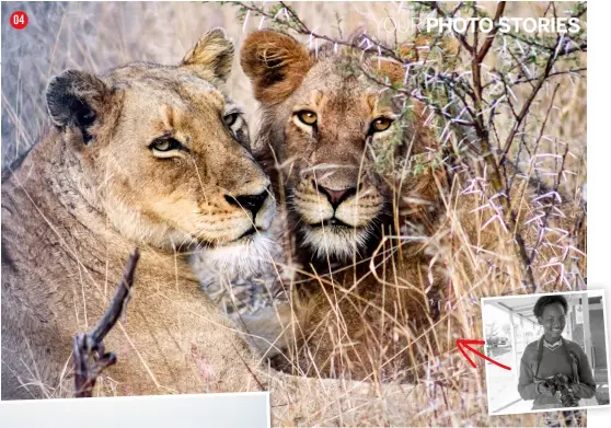  ??  ?? 04
Lens
Using a 300mm lens on her cropped sensor 1300D produced a focal length of 480mm, which was enough zoom to get a tightly cropped shot of this intimate moment between two lions
Canon EF 75-300mm f/4-5.6
Exposure 1/500 sec, f/6.3, ISO800