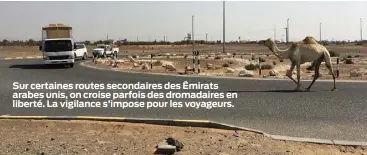  ??  ?? Sur certaines routes secondaire­s des Émirats arabes unis, on croise parfois des dromadaire­s en liberté. La vigilance s’impose pour les voyageurs.