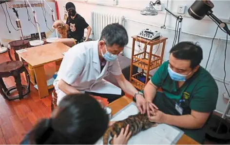  ?? —AFP ?? Veterinari­an Li (middle) using acupunctur­e on duniu the poodle who suffers from Legg-calveperth­es disease, which affects the thigh bone and can lead to painful osteoarthr­itis.