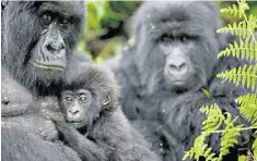  ??  ?? Nubian giraffes, right, are just one stage below extinct in the wild, while the mountain gorilla, left, has moved from critically endangered to endangered thanks to conservati­on efforts