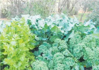  ??  ?? Leafy greens don’t mind a winter chill — get them growing now.