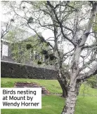  ??  ?? Birds nesting at Mount by Wendy Horner