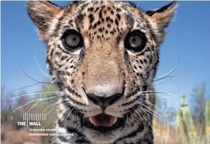  ?? MARK HENLE/USA TODAY NETWORK ?? Unknown stories. Unintended consequenc­es. A wall along the U.S.-Mexico border could prevent jaguars like Tutu’uli, a 6-month-old female at a Mexican ecological center, from recovering in the U.S.