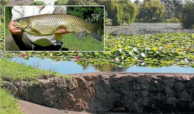  ?? DELWYN DICKEY ?? A structure to retain the fish is being designed for Orewa’s Maygrove stormwater lake to stop grass carp being washed over the dyke.