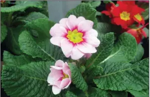  ?? Special to the Democrat-Gazette/JANET B. CARSON ?? English primroses thrive with a combinatio­n of moist, rich soil and cool, humid air.