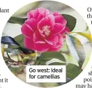  ??  ?? Go west: Ideal for camellias