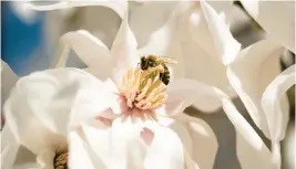  ?? BILLY SCHUERMAN/STAFF ?? A bee lands on a flower as it gathers pollen on an unusually warm day in Norfolk last week.