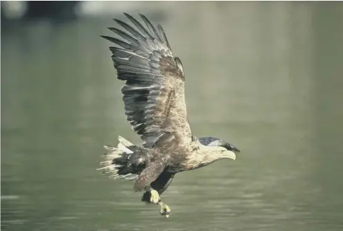  ?? PICTURE: CHRIS GOMERSALL ?? 0 Two young white-tailed eagles fitted with satellite tags disappeare­d on the same day