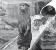  ?? KOJI UEDA / ASSOCIATED PRESS ?? River otters hit the waterslide­s at Ichikawa City’s Zoological and Botanical Garden, Japan.