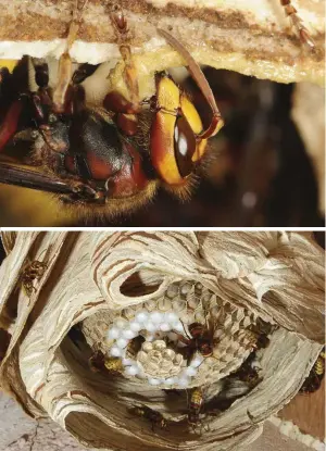  ??  ?? The queen begins building the nest in spring. The larvae develop in hexagonal cells which are sealed with a cap made from a silk-like substance under which they will pupate.