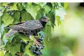  ?? ?? Efeu: Alle Teile sind giftig, vor allem die Beeren. Der Pflanzensa­ft kann Hautreizun­g verursache­n