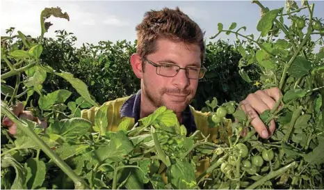  ?? PHOTO: DOMINIC ELSOME ?? PESKY PESTS: Sutton Farms’ Brock Sutton inspects cherry tomatoes at Tent Hill Creek.