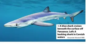  ?? Alexander Mustard MBE ?? > A blue shark cruises beneath the surface off Penzance. Left: A basking shark in Cornish waters