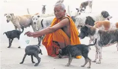  ?? APICHIT JINAKUL ?? Strays gather round a monk at Wat Kroen in Pathum Thani’s Muang district. The spread of rabies has led the temple to ask officials to vaccinate the dogs urgently.