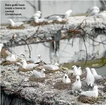  ?? JOSEPH JOHNSON ?? Rare gulls have made a home in central Christchur­ch.