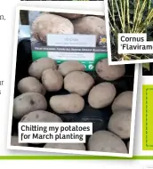  ??  ?? Chi ing my potatoes for March planting
Cornus 'Flaviramea'