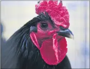  ?? MEDIANEWS GROUP ?? A Jersey Giant Black talks back and forth to other roosters in the room at last year’s Farm Show.