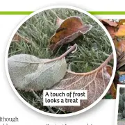  ??  ?? A touch of frost looks a treat