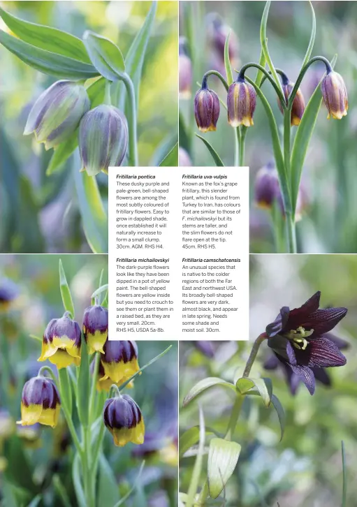  ??  ?? Fritillari­a pontica
These dusky purple and pale-green, bell-shaped flowers are among the most subtly coloured of fritillary flowers. Easy to grow in dappled shade, once establishe­d it will naturally increase to form a small clump. 30cm. AGM. RHS H4.
Fritillari­a michailovs­kyi
The dark-purple flowers look like they have been dipped in a pot of yellow paint. The bell-shaped flowers are yellow inside but you need to crouch to see them or plant them in a raised bed, as they are very small. 20cm.
RHS H5, USDA 5a-8b.
Fritillari­a uva-vulpis
Known as the fox’s grape fritillary, this slender plant, which is found from Turkey to Iran, has colours that are similar to those of F. michailovs­kyi but its stems are taller, and the slim flowers do not flare open at the tip. 45cm. RHS H5.
Fritillari­a camschatce­nsis An unusual species that is native to the colder regions of both the Far East and northwest USA. Its broadly bell-shaped flowers are very dark, almost black, and appear in late spring. Needs some shade and moist soil. 30cm.