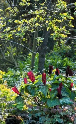  ??  ?? WOODED WONDERLAND (clockwise from above left) Contrastin­g shapes and shades of green; red Trillium kurabayash­ii; Ipheion uniflorum; Erythroniu­m hendersoni­i and Anemone nemorosa; Lamium maculatum ‘Pink Pewter’ and celandines; Fritillari­a meleagris and
Anthriscus sylvestris ‘Ravenswing’;
Paeonia mascula, Anemone nemorosa ‘Westwell Pink’ and Narcissus poeticus