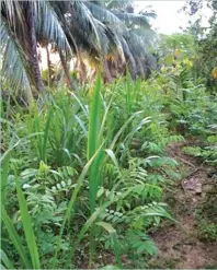  ??  ?? Fig. 1. The farm resources (clockwise, from upper left photo): An open-side barn of 12x15 m accommodat­ing five dairy cows, with the author and Rex Millano, farm manager; the forage farms with immature and mature coconut trees; the bundled cut forage for transport to the barn.