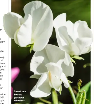  ??  ?? Sweet pea flowers (Lathyrus odoratus)