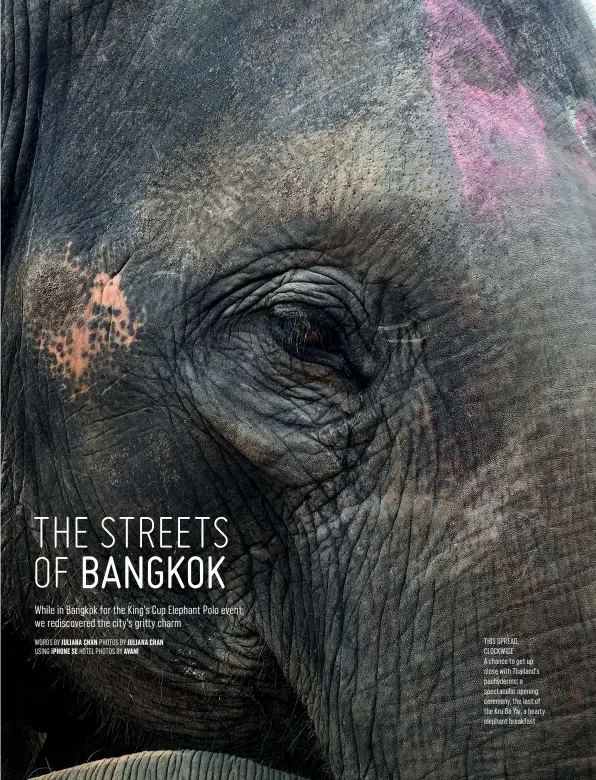  ??  ?? THIS SPREAD, CLOCKWISEA chance to get up close with Thailand’s pachyderms; a spectacula­r opening ceremony, the last of the Kru Ba Yai; a hea y elephant breakfast