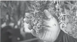  ?? DAVID WALLACE/THE REPUBLIC ?? Marijuana is seen at the True Harvest growing facility.