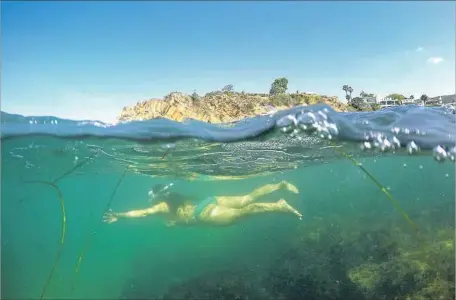  ?? Allen J. Schaben Los Angeles Times ?? A SNORKELER swims off Laguna Beach. After a series of ocean-warming events driven by climate change, including a powerful El Niño, a La Niña cooling trend is expected. That probably means a dry winter for California, but it might revive the region’s...