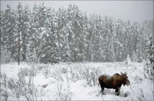  ?? CP FILE PHOTO ?? A moose makes its way through a snowy field near Lake Louise in this November 2012 file photo.