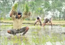  ?? HT FILE ?? The biggest reason for India’s job problem is the employment­income mismatch in agricultur­e, which still employs more than 40% of India’s workforce.