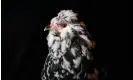  ?? Photograph: Leon Neal/Getty Images ?? A mottled araucana, one of many UK native breeds causing concern.