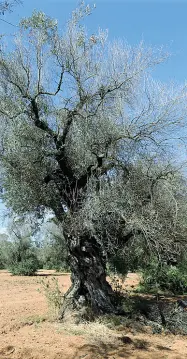  ??  ?? Le chiome bruciate di un albero di ulivo nel Leccese